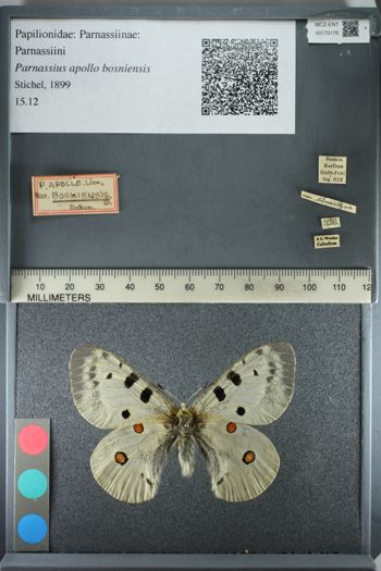 Media type: image;   Entomology 175176